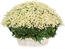 Цветочная композиция из Ромашки в корзине #REPLACE_PRED# Санино